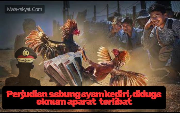 5 Lokasi Judi Sabung Ayam di Kediri Aktif, Diduga Kuat Oknum Anggota Reskrim Jadi Beking