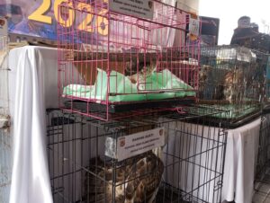 Polda Jabar bersama BKSDA dan JSI ungkap Kasus Perdagangan Ilegal Satwa Dilindungi, 14 Burung Elang Diamankan